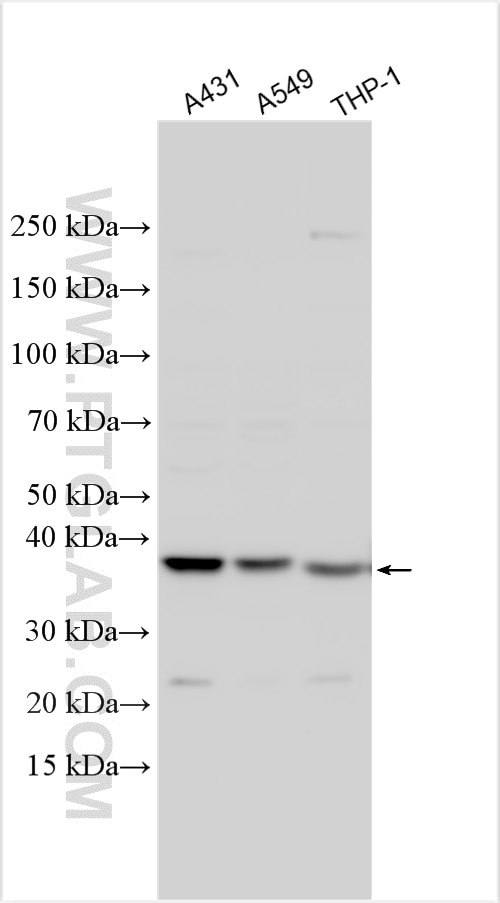 Western Blot (WB) analysis of various lysates using MAP2K3 Polyclonal antibody (13898-1-AP)