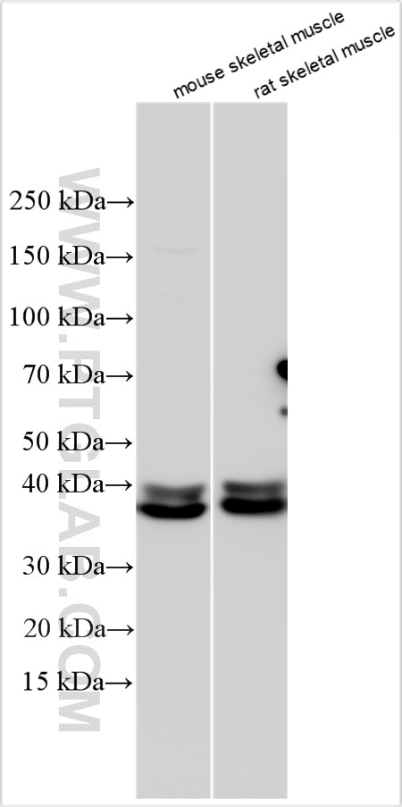 Western Blot (WB) analysis of various lysates using MAP2K3 Polyclonal antibody (13898-1-AP)