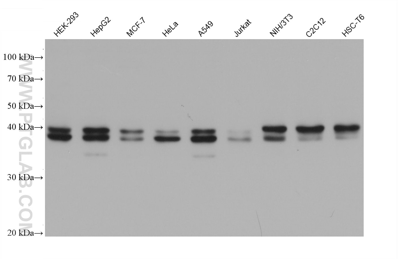 Western Blot (WB) analysis of various lysates using MAP2K3 Monoclonal antibody (68574-1-Ig)