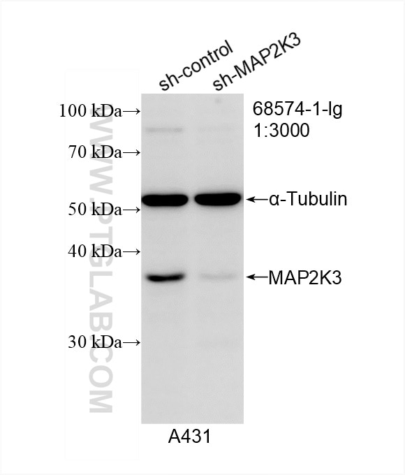 Western Blot (WB) analysis of A431 cells using MAP2K3 Monoclonal antibody (68574-1-Ig)