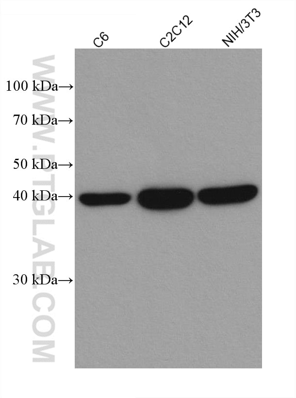 Western Blot (WB) analysis of various lysates using MAP2K3 Recombinant antibody (80137-1-RR)