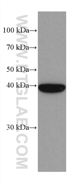 Western Blot (WB) analysis of HepG2 cells using MAP2K3 Recombinant antibody (80137-1-RR)