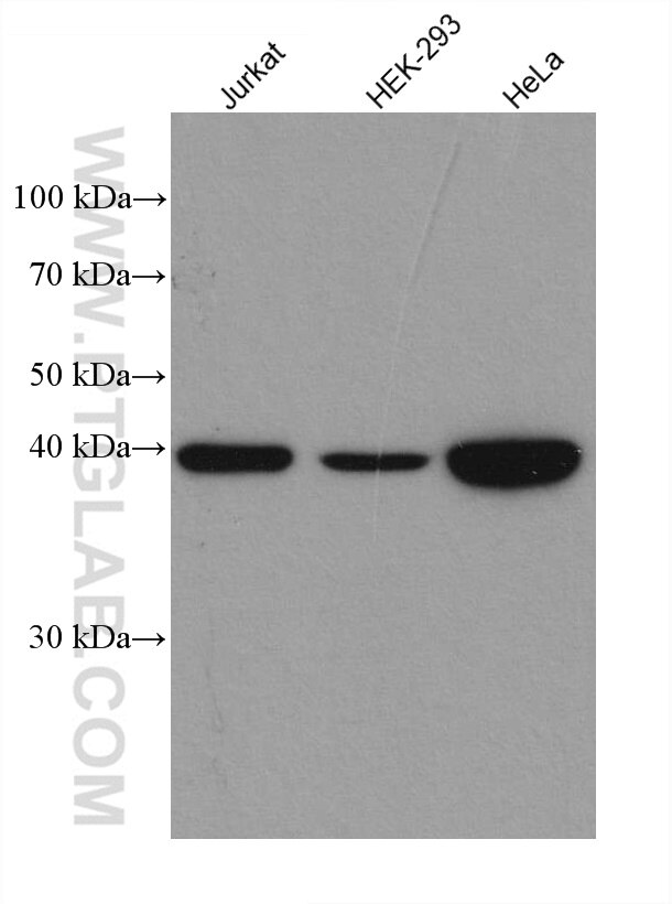 Western Blot (WB) analysis of various lysates using MAP2K3 Recombinant antibody (80137-1-RR)