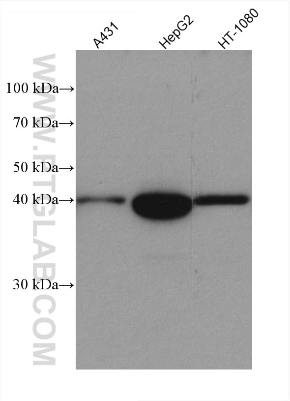 Western Blot (WB) analysis of various lysates using MAP2K3 Recombinant antibody (80137-1-RR)