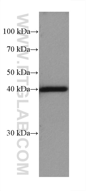 Western Blot (WB) analysis of HT-1080 cells using MAP2K3 Recombinant antibody (80137-1-RR)