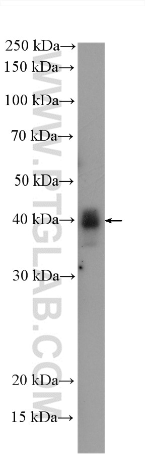 Western Blot (WB) analysis of zebrafish tissue using MAP2K3 Recombinant antibody (80137-1-RR)