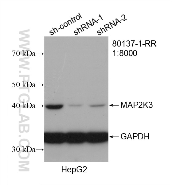 Western Blot (WB) analysis of HepG2 cells using MAP2K3 Recombinant antibody (80137-1-RR)