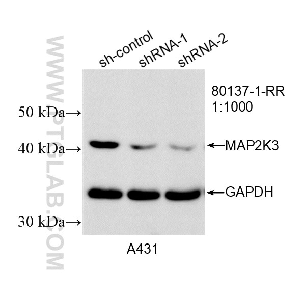 Western Blot (WB) analysis of A431 cells using MAP2K3 Recombinant monoclonal antibody (80137-1-RR)