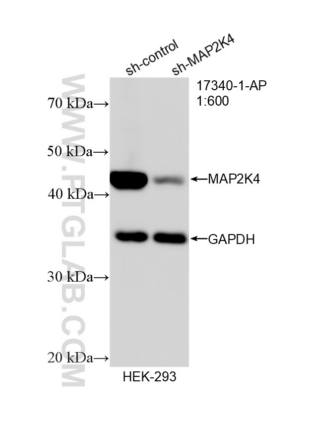 Western Blot (WB) analysis of HEK-293 cells using MAP2K4 Polyclonal antibody (17340-1-AP)