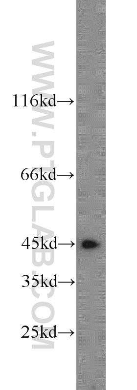 Western Blot (WB) analysis of RAW264.7 using MAP2K4 Polyclonal antibody (17340-1-AP)