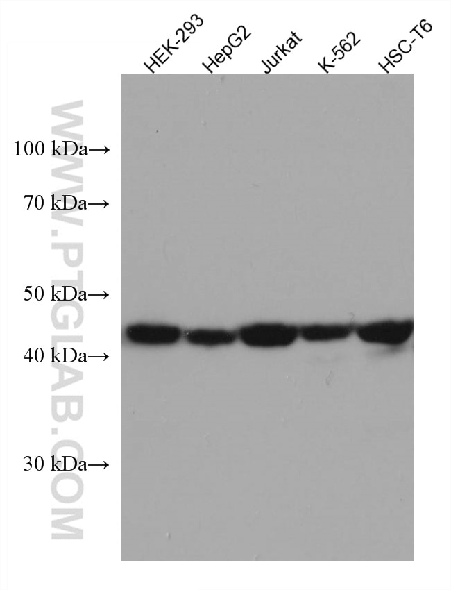 Western Blot (WB) analysis of various lysates using MAP2K4 Monoclonal antibody (67333-1-Ig)
