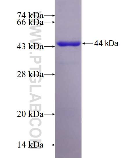 MAP2K4 fusion protein Ag11348 SDS-PAGE