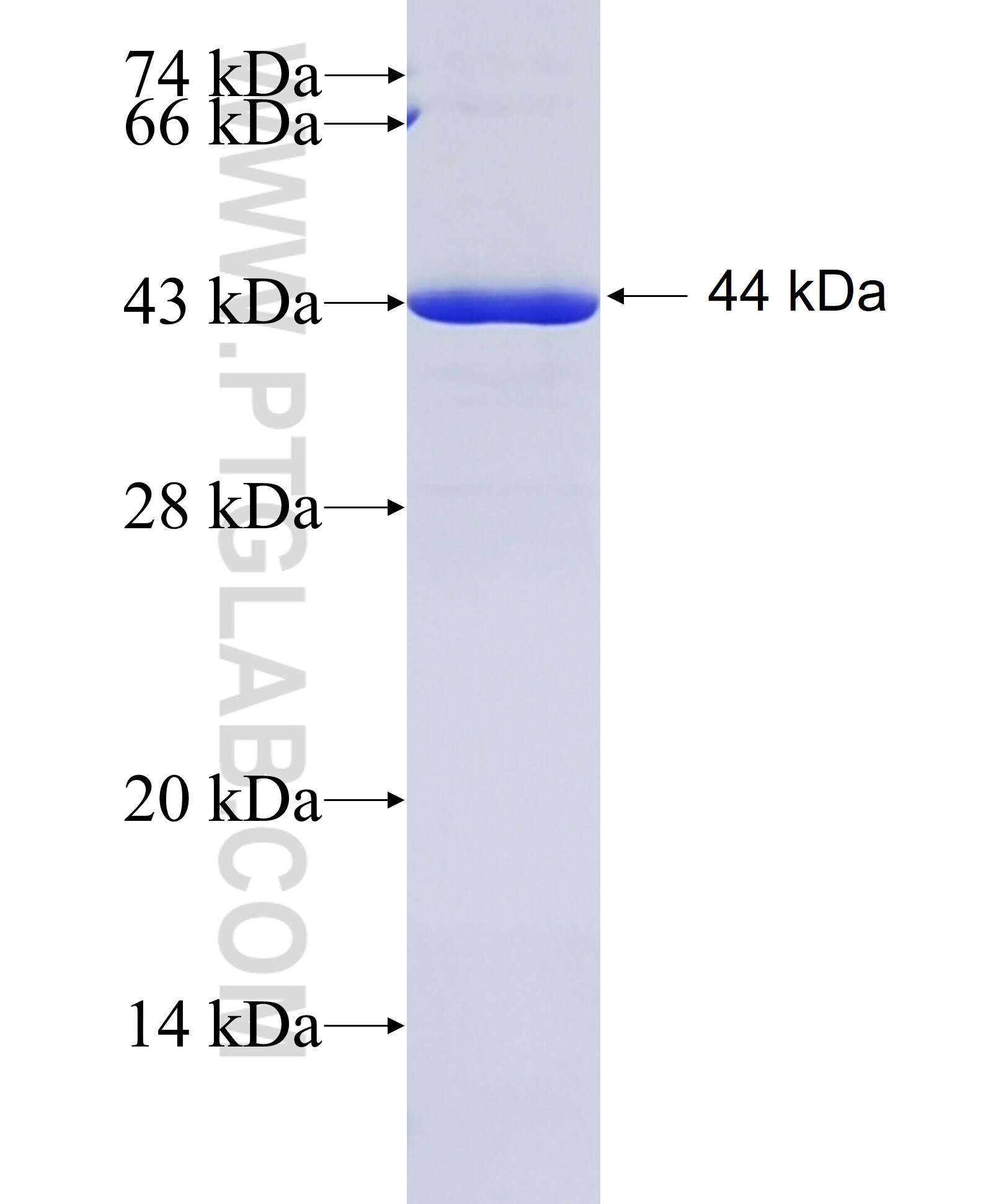 MAP2K4 fusion protein Ag11348 SDS-PAGE