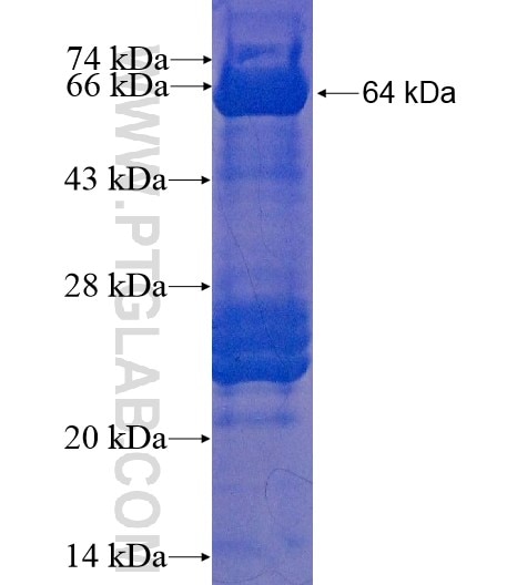 MAP2K4 fusion protein Ag11376 SDS-PAGE