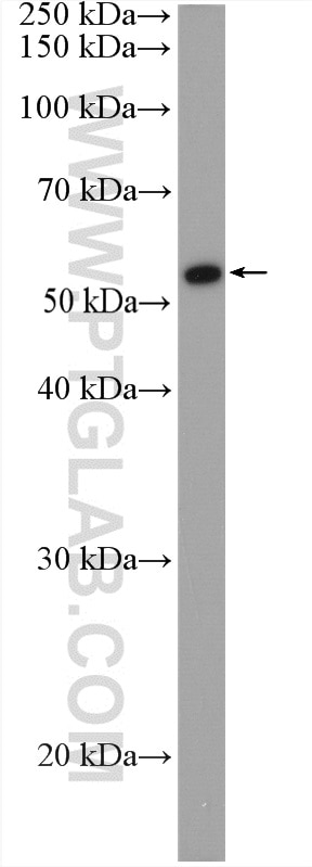 Western Blot (WB) analysis of HEK-293T cells using MEK5 Polyclonal antibody (15758-1-AP)