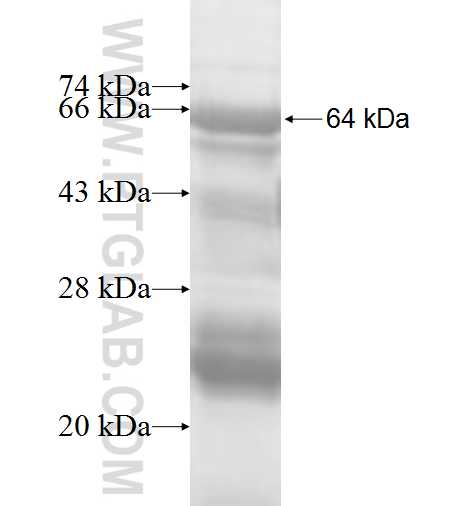 MAP2K5 fusion protein Ag8351 SDS-PAGE