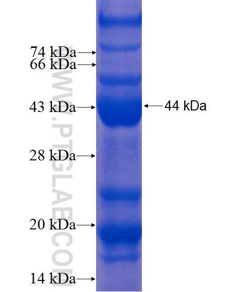 MAP2K5 fusion protein Ag8619 SDS-PAGE