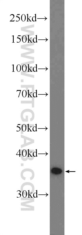 Western Blot (WB) analysis of HEK-293 cells using MEK6 Polyclonal antibody (51094-1-AP)