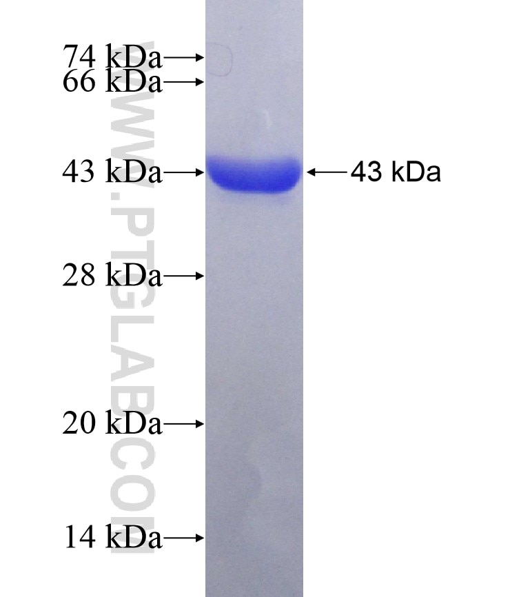 MAP2K6 fusion protein Ag3706 SDS-PAGE