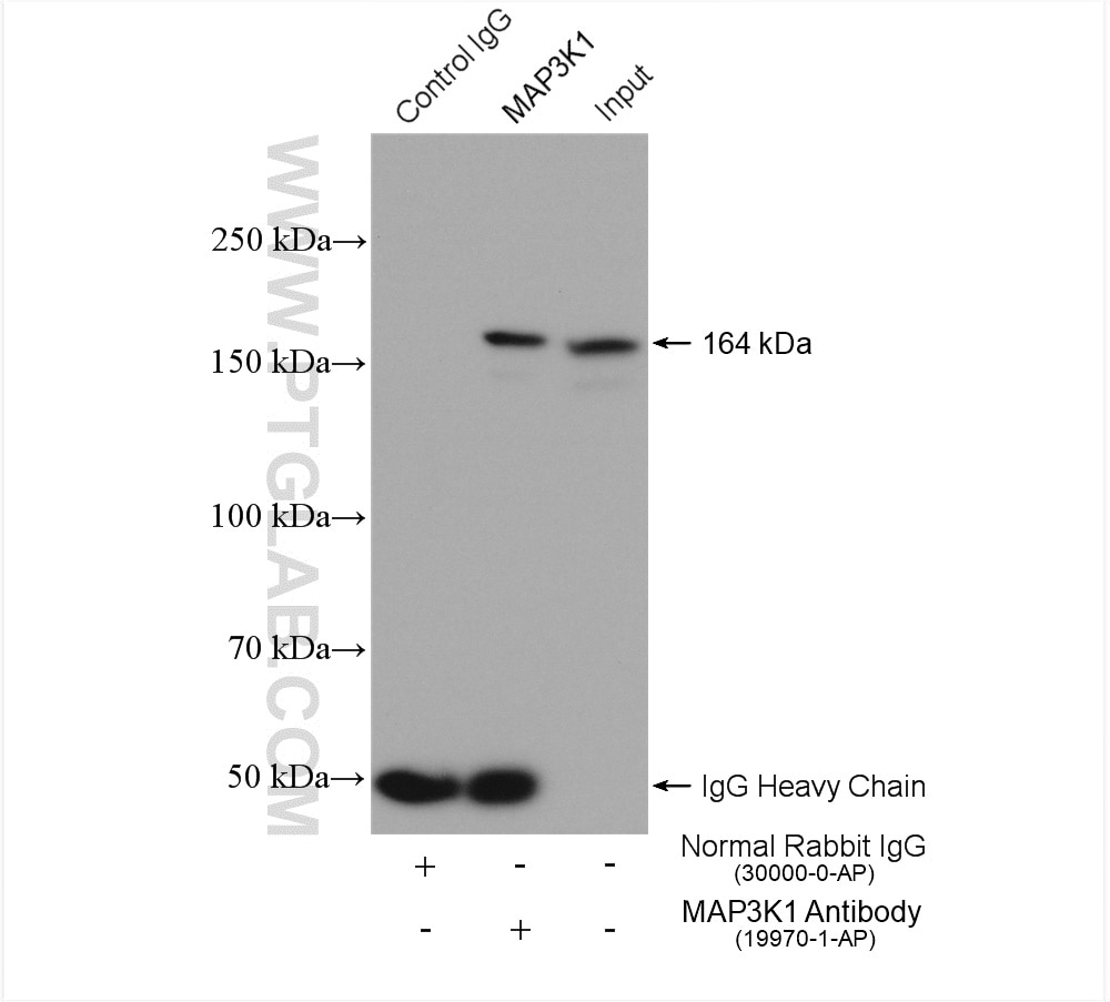 Immunoprecipitation (IP) experiment of NIH/3T3 cells using MAP3K1 Polyclonal antibody (19970-1-AP)