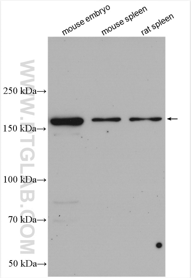 Western Blot (WB) analysis of various lysates using MAP3K1 Polyclonal antibody (19970-1-AP)