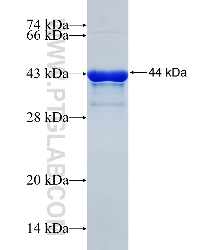 MAP3K10 fusion protein Ag32419 SDS-PAGE