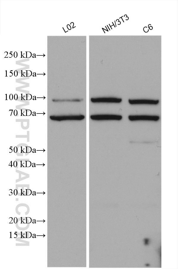 Western Blot (WB) analysis of various lysates using MLK3 Polyclonal antibody (11996-1-AP)