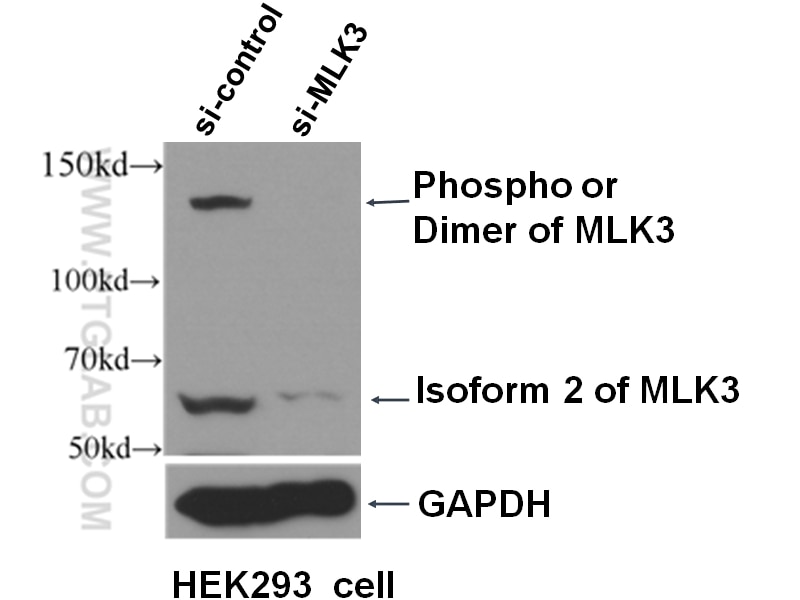 WB analysis of HEK-293 using 11996-1-AP