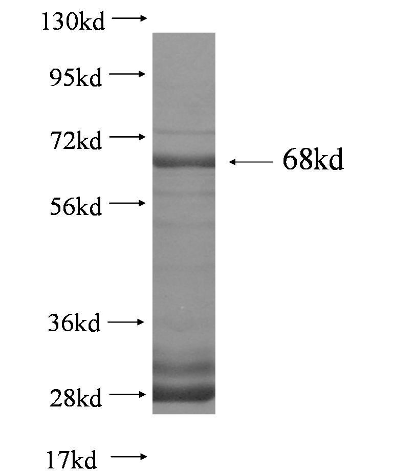 MAP3K11 fusion protein Ag2636 SDS-PAGE