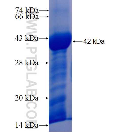 MAP3K12 fusion protein Ag4780 SDS-PAGE