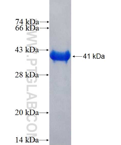 MAP3K13 fusion protein Ag26907 SDS-PAGE