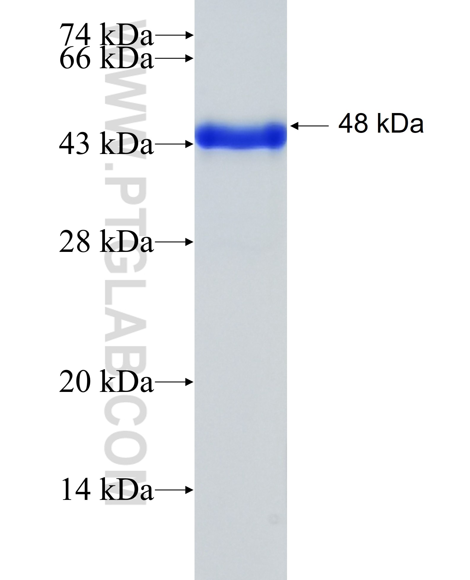 MAP3K13 fusion protein Ag26907 SDS-PAGE