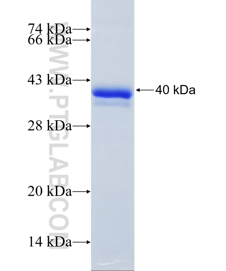 MAP3K14 fusion protein Ag11129 SDS-PAGE