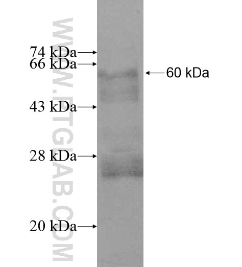 MAP3K14 fusion protein Ag11373 SDS-PAGE