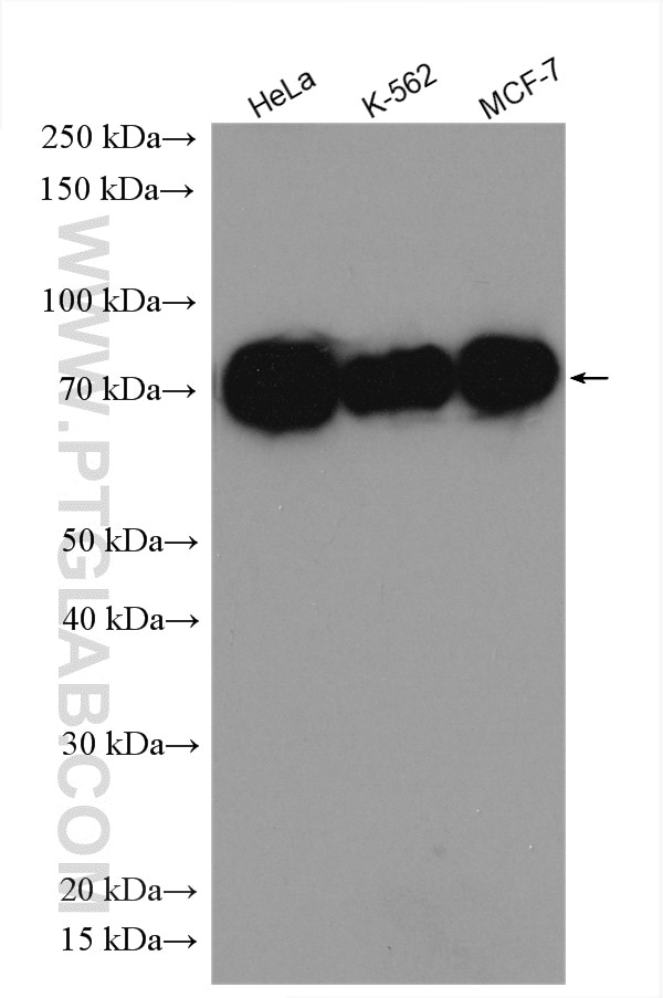 Western Blot (WB) analysis of various lysates using MAP3K2 Polyclonal antibody (29265-1-AP)
