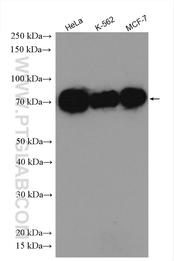 Western Blot (WB) analysis of various lysates using MEKK2 Polyclonal antibody (29265-1-AP)