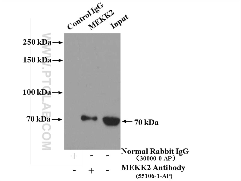 Immunoprecipitation (IP) experiment of HEK-293 cells using MEKK2 Polyclonal antibody (55106-1-AP)