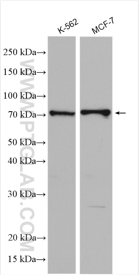 Western Blot (WB) analysis of various lysates using MEKK2 Polyclonal antibody (55106-1-AP)