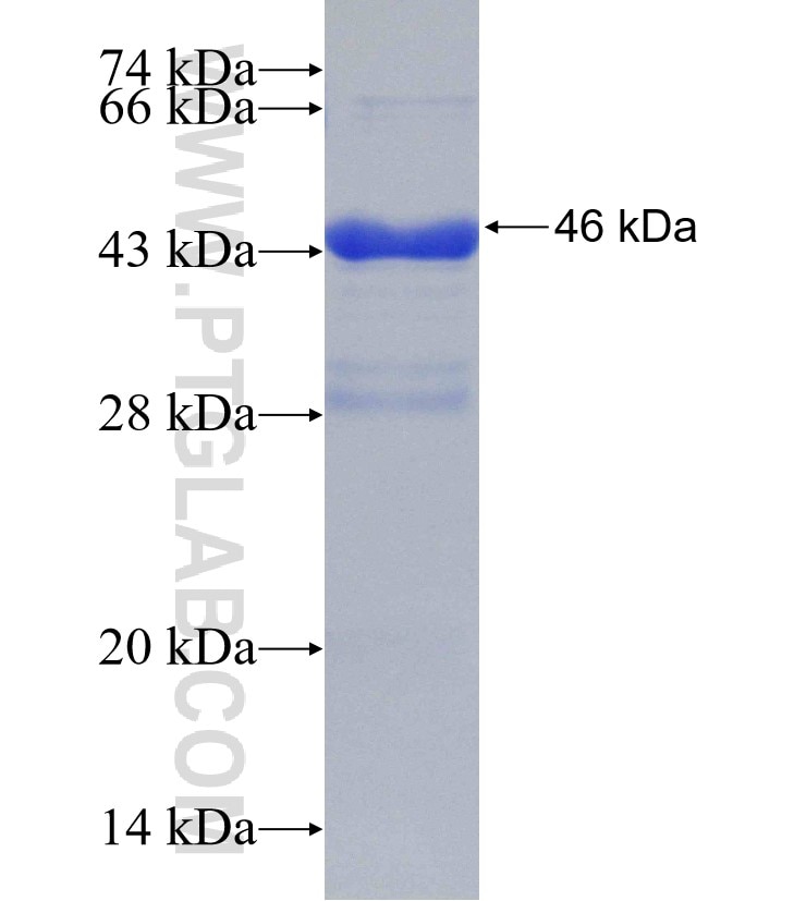 MAP3K2 fusion protein Ag30886 SDS-PAGE