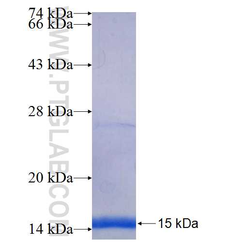 MAP3K3 fusion protein Ag25587 SDS-PAGE