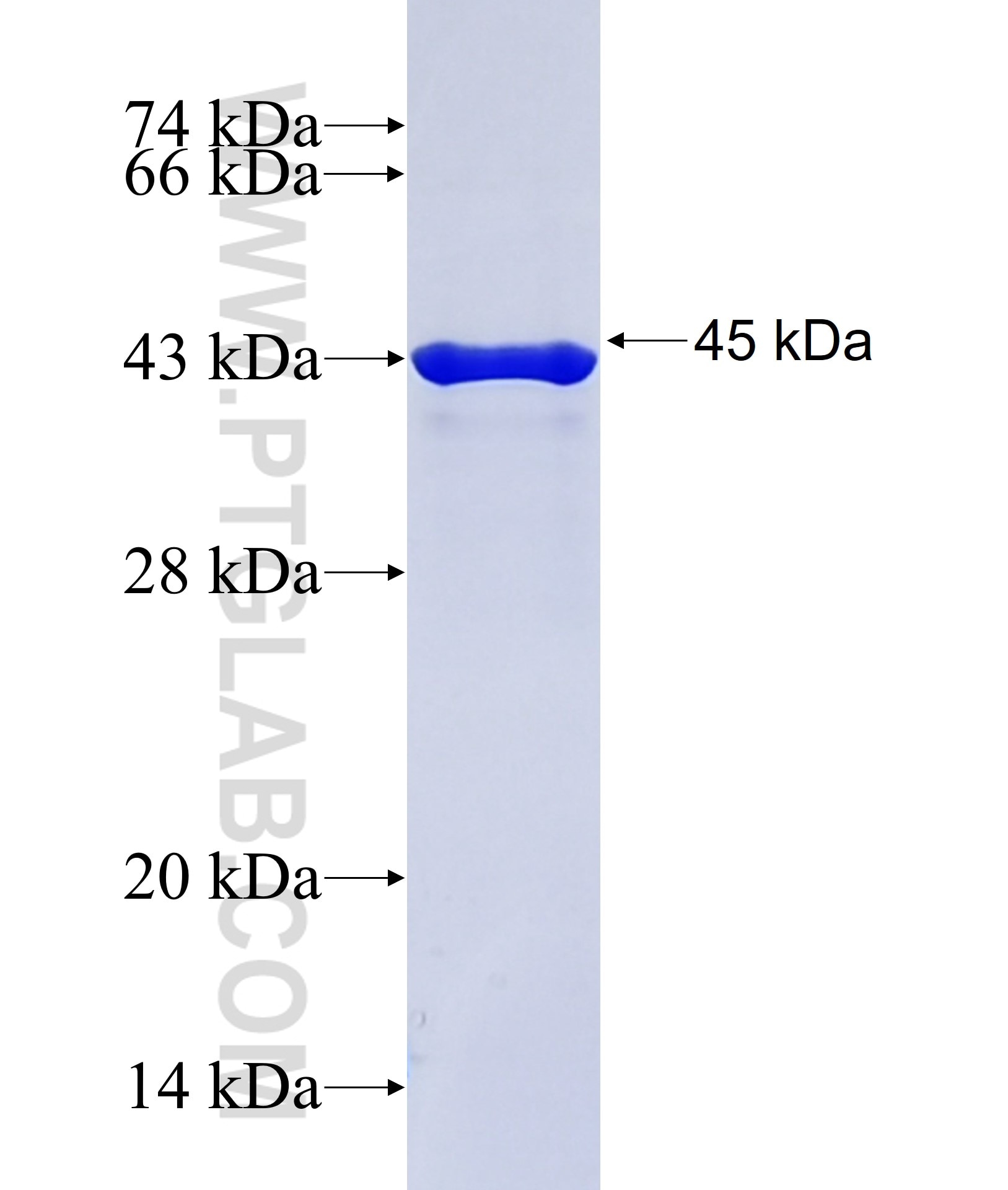 MAP3K3 fusion protein Ag38010 SDS-PAGE