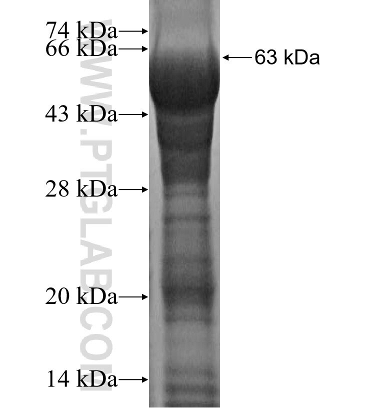 MAP3K4 fusion protein Ag16254 SDS-PAGE