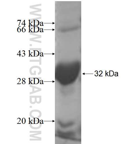 ASK1 fusion protein Ag5867 SDS-PAGE