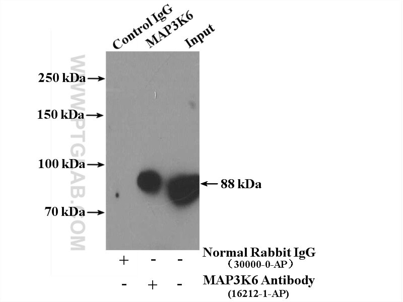Immunoprecipitation (IP) experiment of mouse liver tissue using MAP3K6 Polyclonal antibody (16212-1-AP)