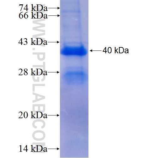 MAP3K6 fusion protein Ag9311 SDS-PAGE