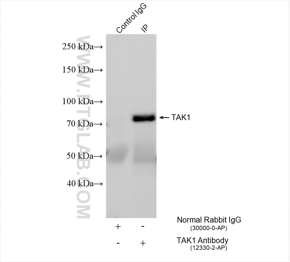 Immunoprecipitation (IP) experiment of NIH/3T3 cells using TAK1 Polyclonal antibody (12330-2-AP)