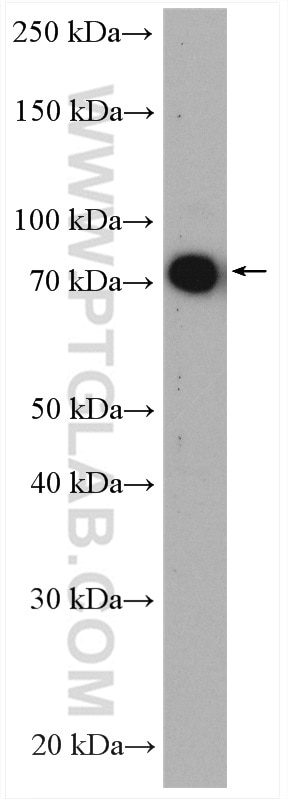 Western Blot (WB) analysis of NIH/3T3 cells using TAK1 Polyclonal antibody (12330-2-AP)