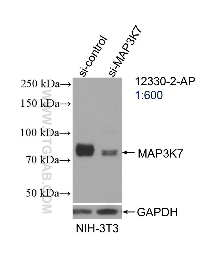 Western Blot (WB) analysis of NIH/3T3 cells using TAK1 Polyclonal antibody (12330-2-AP)