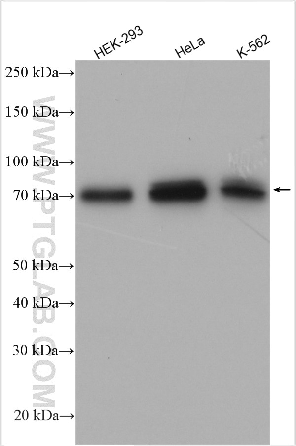 Western Blot (WB) analysis of various lysates using TAK1 Polyclonal antibody (29167-1-AP)