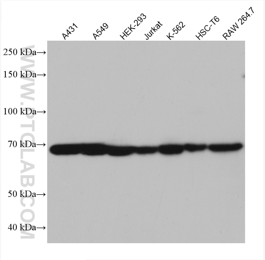 Western Blot (WB) analysis of various lysates using TAK1 Monoclonal antibody (67707-1-Ig)